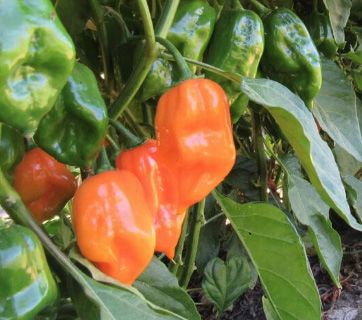 Producción-de-chile-habanero-en-la-Facultad-de-Ingeniería-y-Negocios-San-Quintín-de-la-UABC.jpg