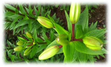 Producción de flores (Lilys) en San Lorenzo JilotepequilloOaxaca2.png