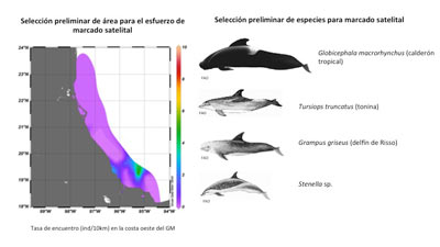 Selección-preliminar-de-especies-para-marcado-satelital.-Imagen-Cortesía.jpg