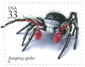 Spider-Jump_1804.jpg