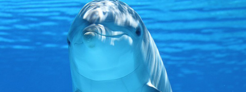 delfines head 525