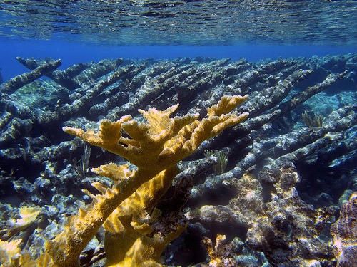 Acropora cervicornis1