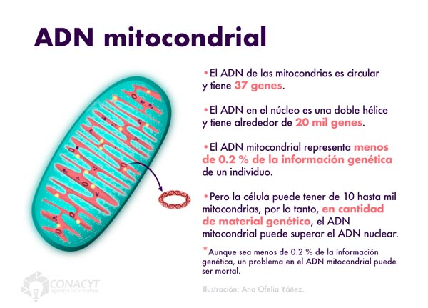 adn mitocondrial02