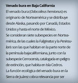 cali-rec1-31617.jpg
