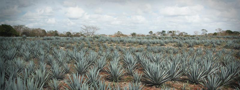 banner campo agave