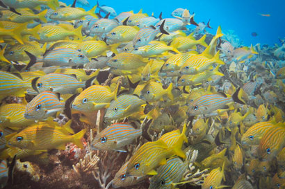 foto peces ecosur