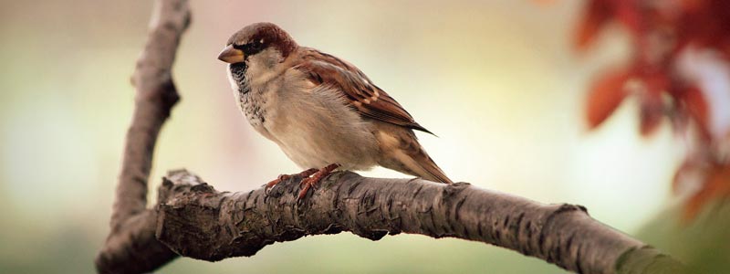 banner fauna ambientes antropizados
