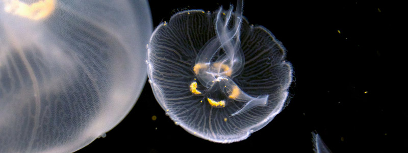 banner medusa acuario