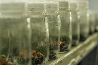 cultivo in vitro tejidos vegetales