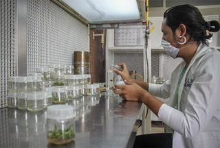 cultivo in vitro tejidos vegetales03