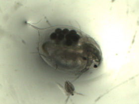 daphnia magna01