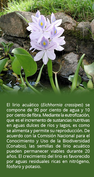 eichhornia crassipes01