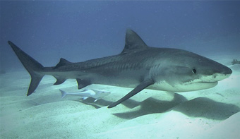 galeocerdo cuvier nota acuario veracruz