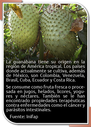 guanabana recuadros 02