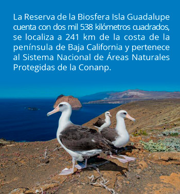 info reserva isla guadalupe