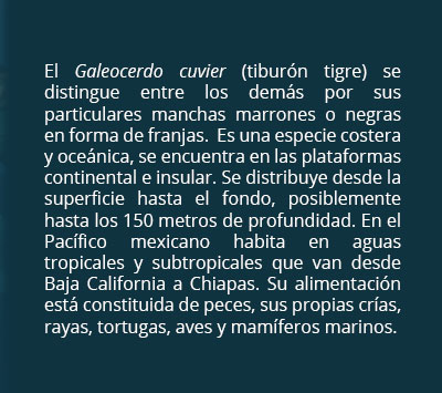 info tiburon tigre02