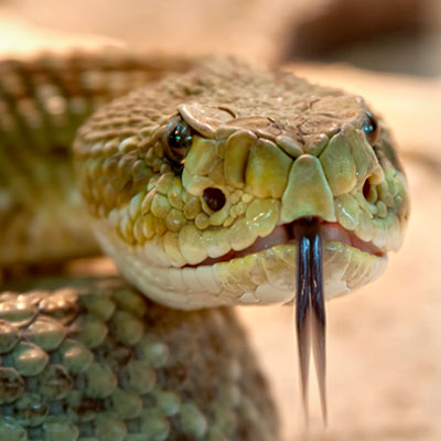 info veneno serpientes01