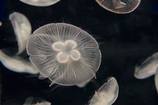 medusa aurelia aurita