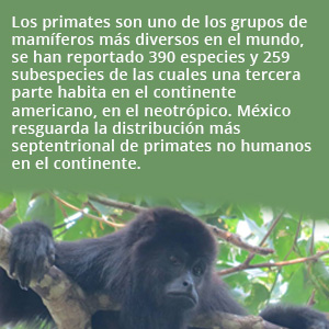 primates recuadro2 69