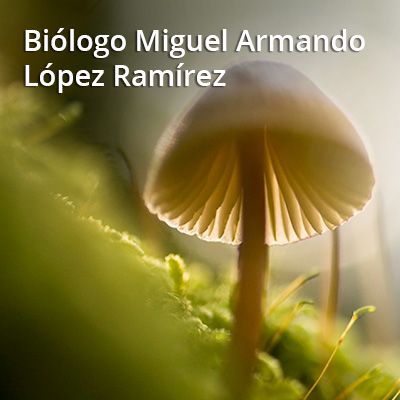 recuadro miguelarmando lopez ramirez01