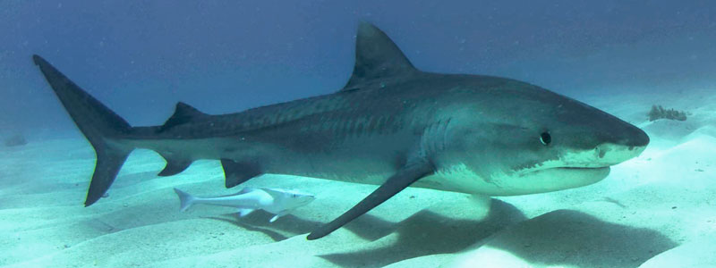 tiburon tigre wikimedia commons