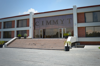 Cimmyt web