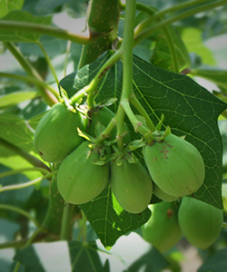 jatropha1