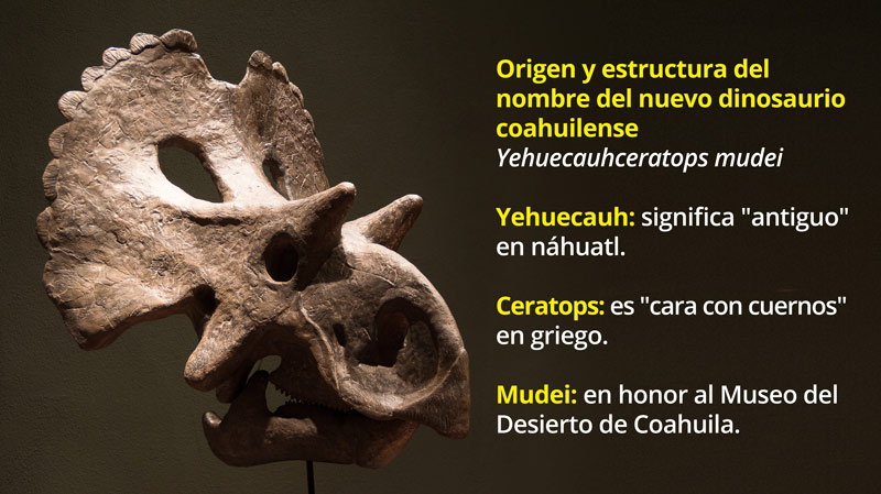 1 Yehuecauhceratops mudei 1002 1