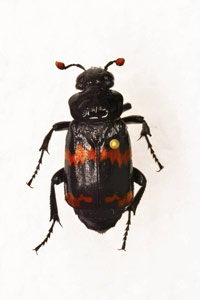 1 silphidae1905