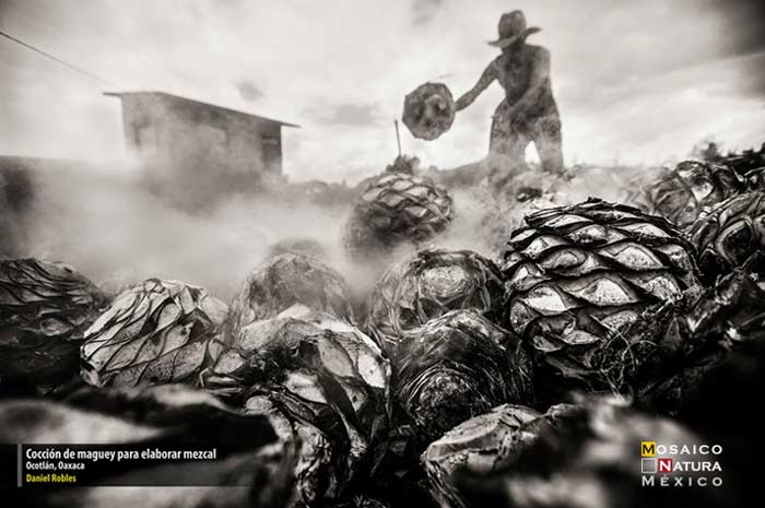 3er lugar Coccion de maguey conabio700px