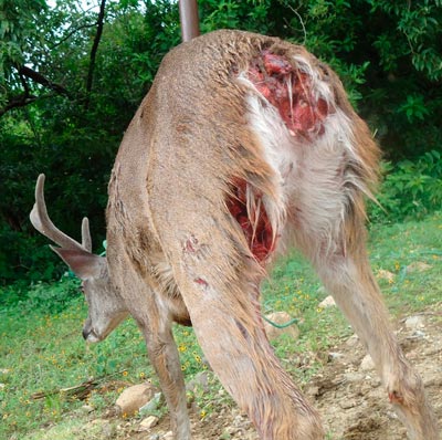 Ataque de perros ferales a venado cola blanca Archivo Conanp