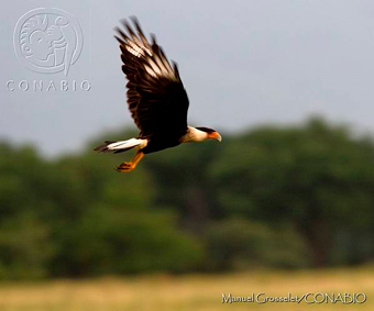 Caracara cheriway conabio