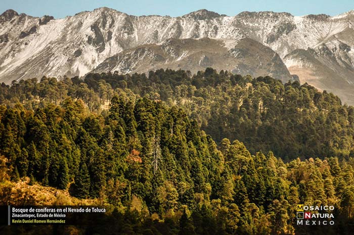 Finalista Bosque de coniferas en el Nevado de Toluca conabio700px