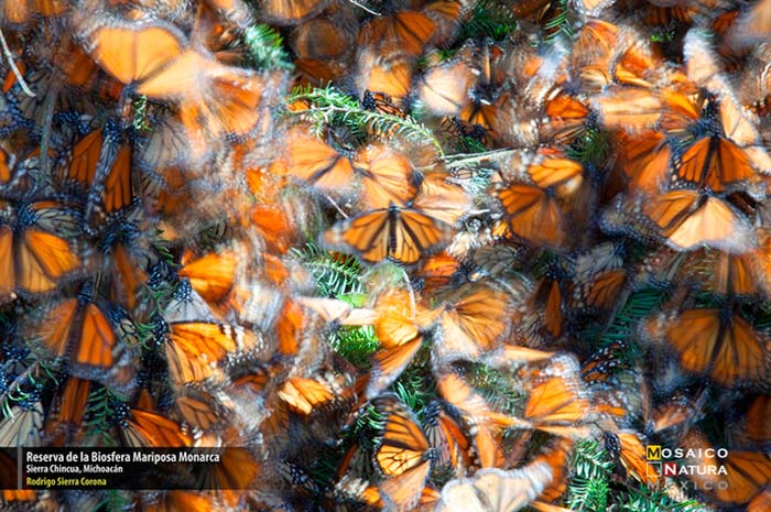 Mencion reserva de la Biosfera Mariposa Monarca conabio700px