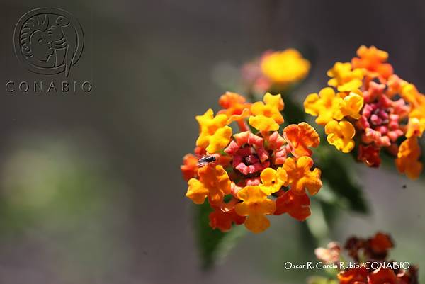 ORGR0244 Lantana camara