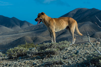 Perro feral especie invasora presente en isla Magdalena Archivo GECI JA Soriano