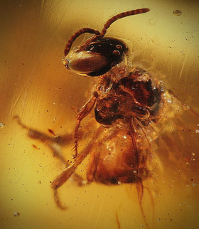 abeja en ambar totolapa fosil
