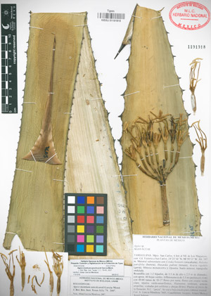 agave montium sancticaroli herbolario