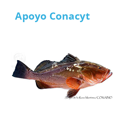 apoyo conacyt piesacom01