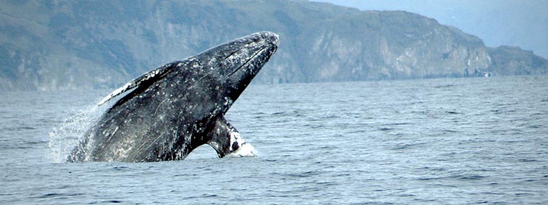 ballena gris banner01