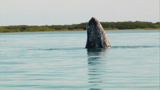 ballena gris deAlaska a mexico01