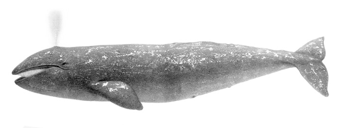 ballena gris dibujo