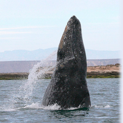 ballena gris especie protegida01