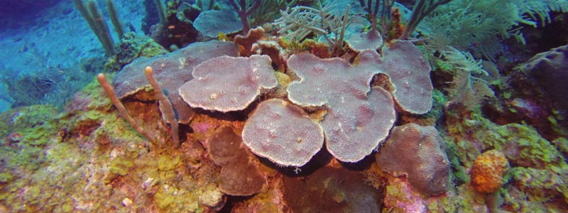 banner arrecifes coarlinos piesacom01
