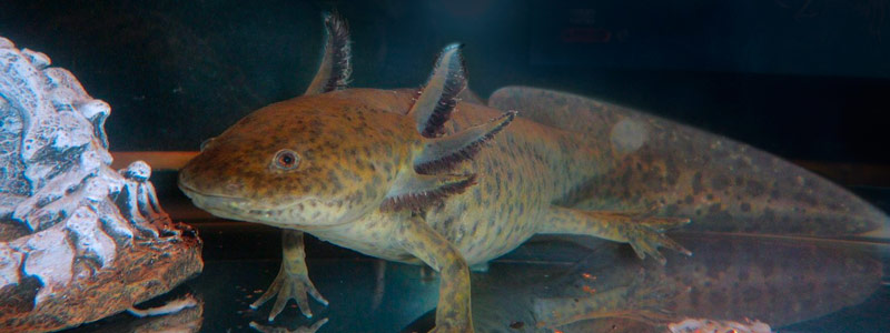 banner axolotl