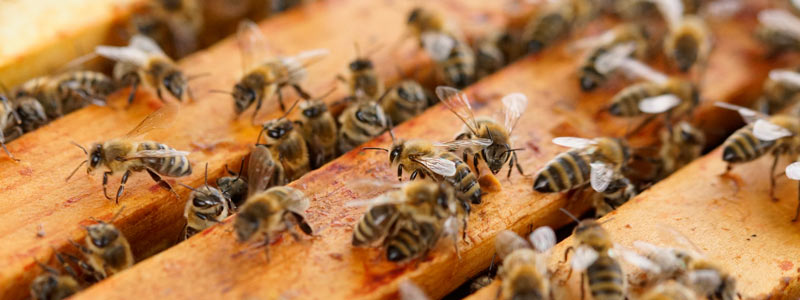 banner colmena abejas escarabajo plaga