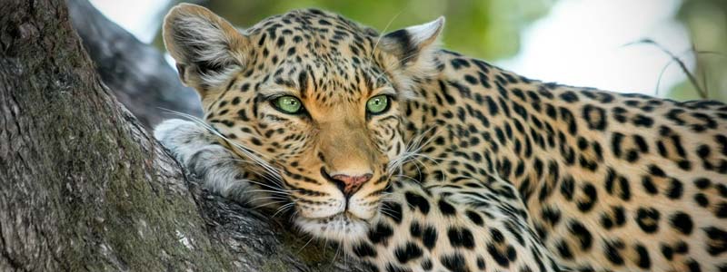 banner manchas leopardo