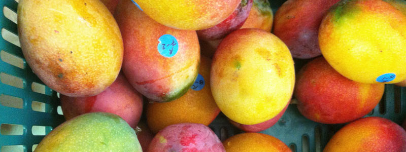 banner mango organico UABCS