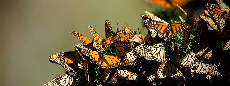 banner mariposa monarca suelos