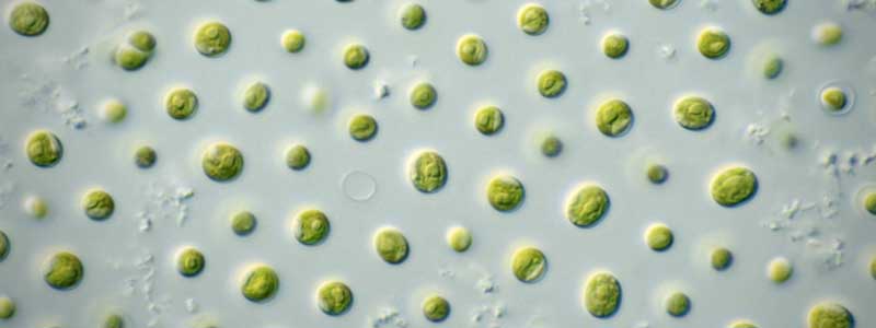 banner microalgas nannochloropsis sp